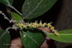 Epiprinus mallotiformis